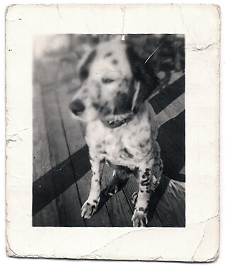 family dog in 1930