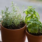 herbs-on-windowsill3 rosemary, lavender, oregano and basil