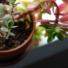 succulents-pink-and-green-4 succulents-pink-and-green-4