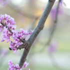 oklahoma-flowers-in-spring-4 oklahoma-flowers-in-spring-4