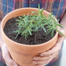 potted-rosemary potted-rosemary