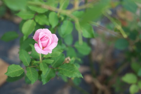 budding rose
