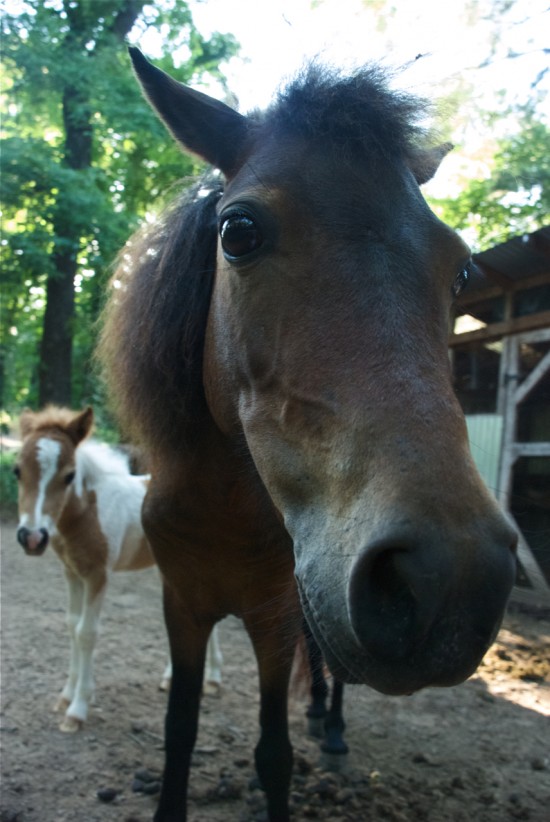 mini horse and foal