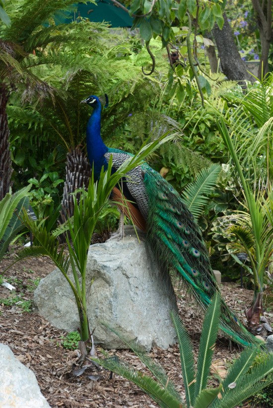 peacock at San Diego Zoo