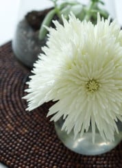 white flowers in bud vase