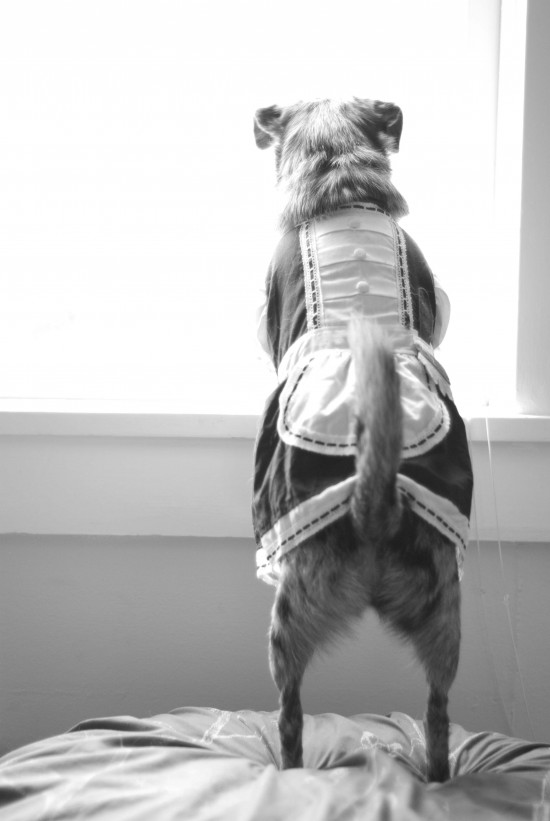 dog looking out window in French maid costume