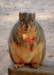 Fat squirrel eating pumpkin