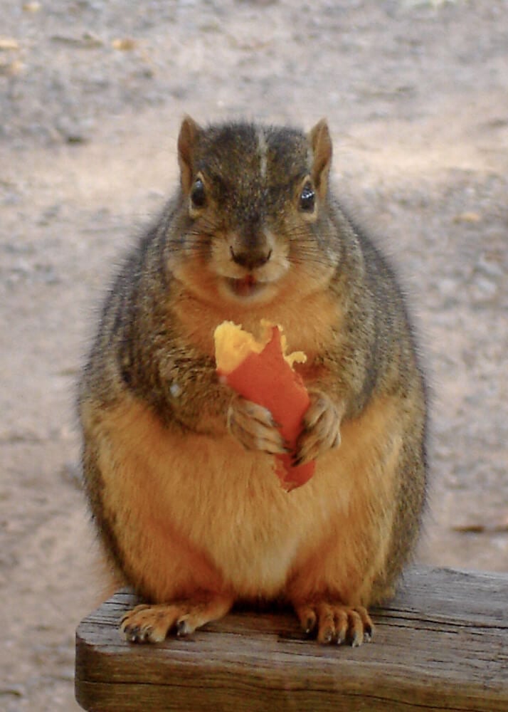 A Fat Squirrel 78