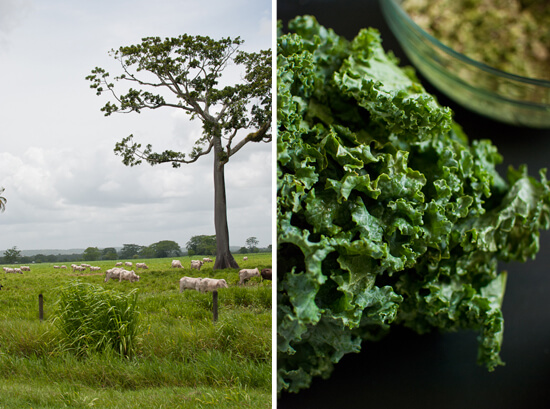 Belize countryside and kale