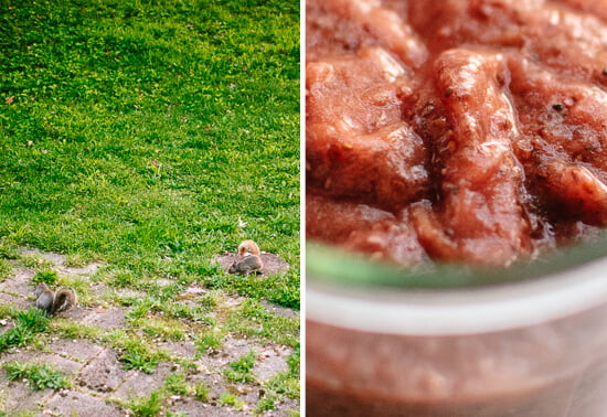Squirrels and rhubarb jam - cookieandkate.com
