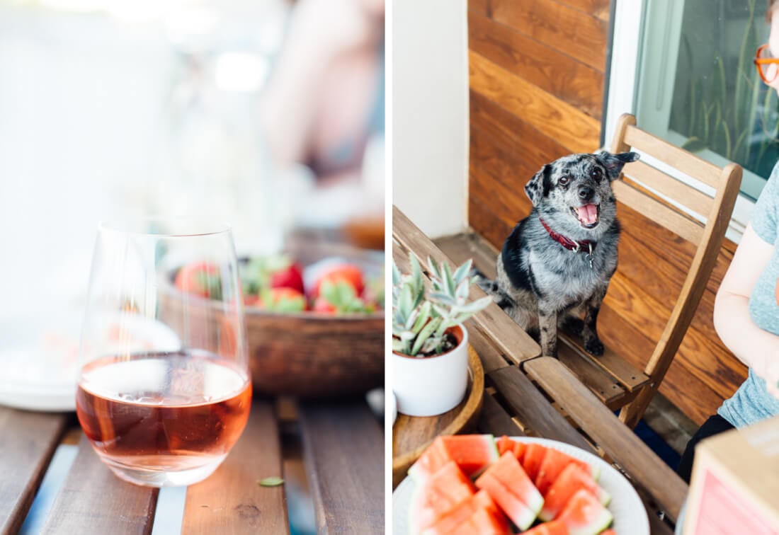 wine and dog